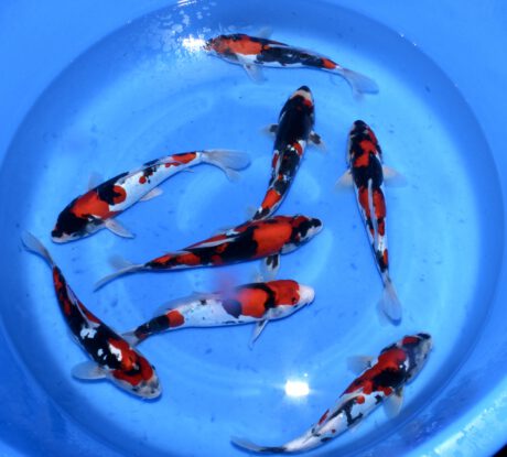 Box018 Shinoda Small Nisai Doitsu Showa 22-28cm je Koi