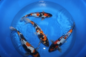 Box020 Shinoda Doitsu Showa 40-42 cm