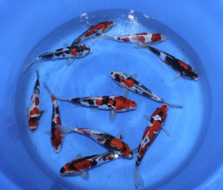 Box017 Shinoda Small Nisai Doitsu Showa 22-27cm je Koi