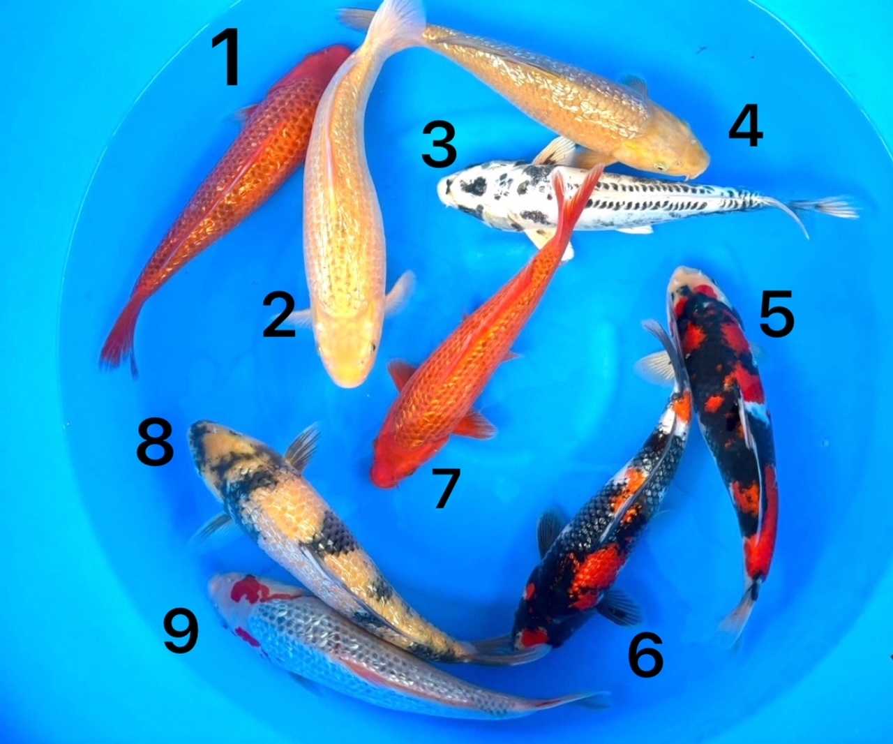 Box021 Maruhiro Nisai 34-38cm je Koi – Bild 2