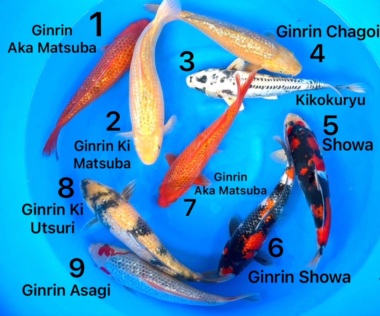 Box021 Maruhiro Nisai 34-38cm je Koi – Bild 3