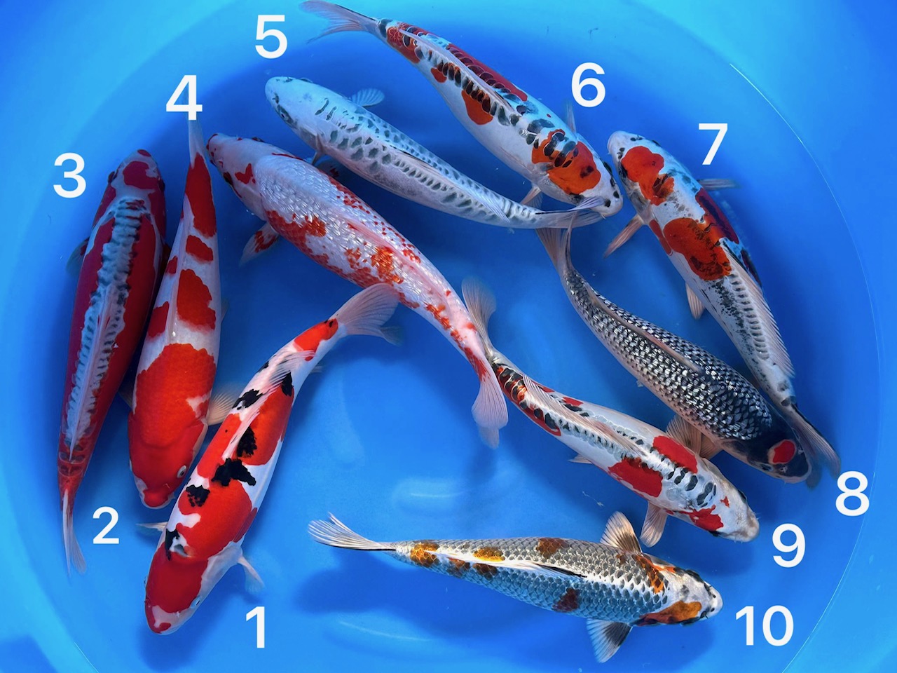 Box025 Ozumi Ikarashi Nisai 35-40cm je Koi – Bild 2