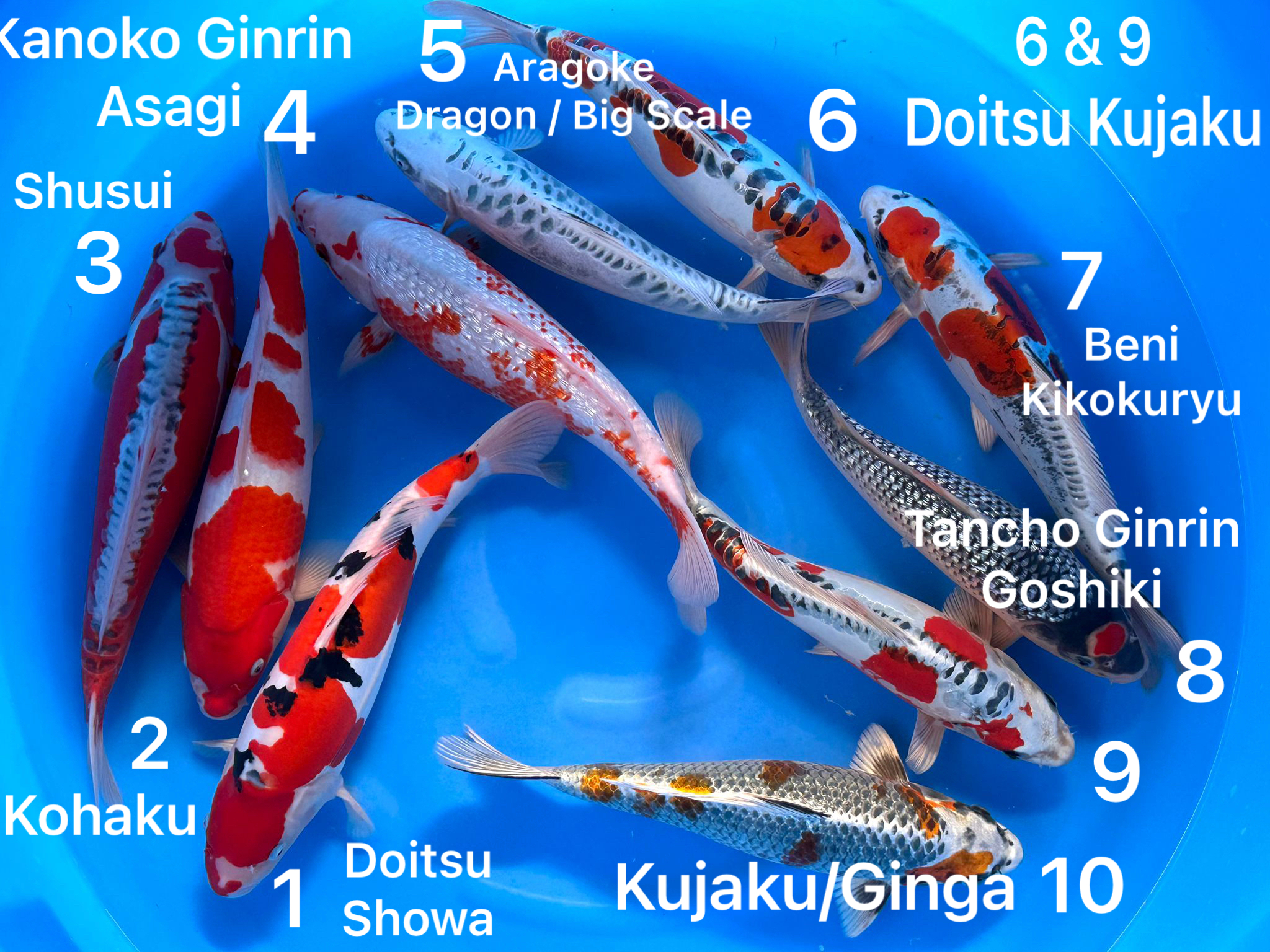 Box025 Ozumi Ikarashi Nisai 35-40cm je Koi – Bild 3