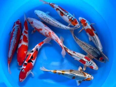 Box025 Ozumi Ikarashi Nisai 35-40cm je Koi