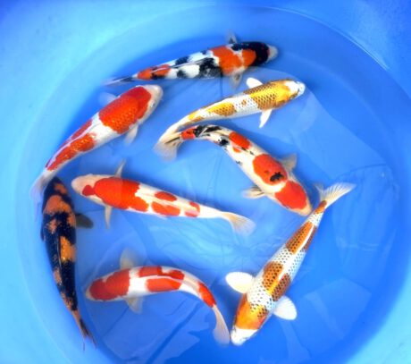 Box022 Suda HQ Nisai 35-40cm je Koi ab