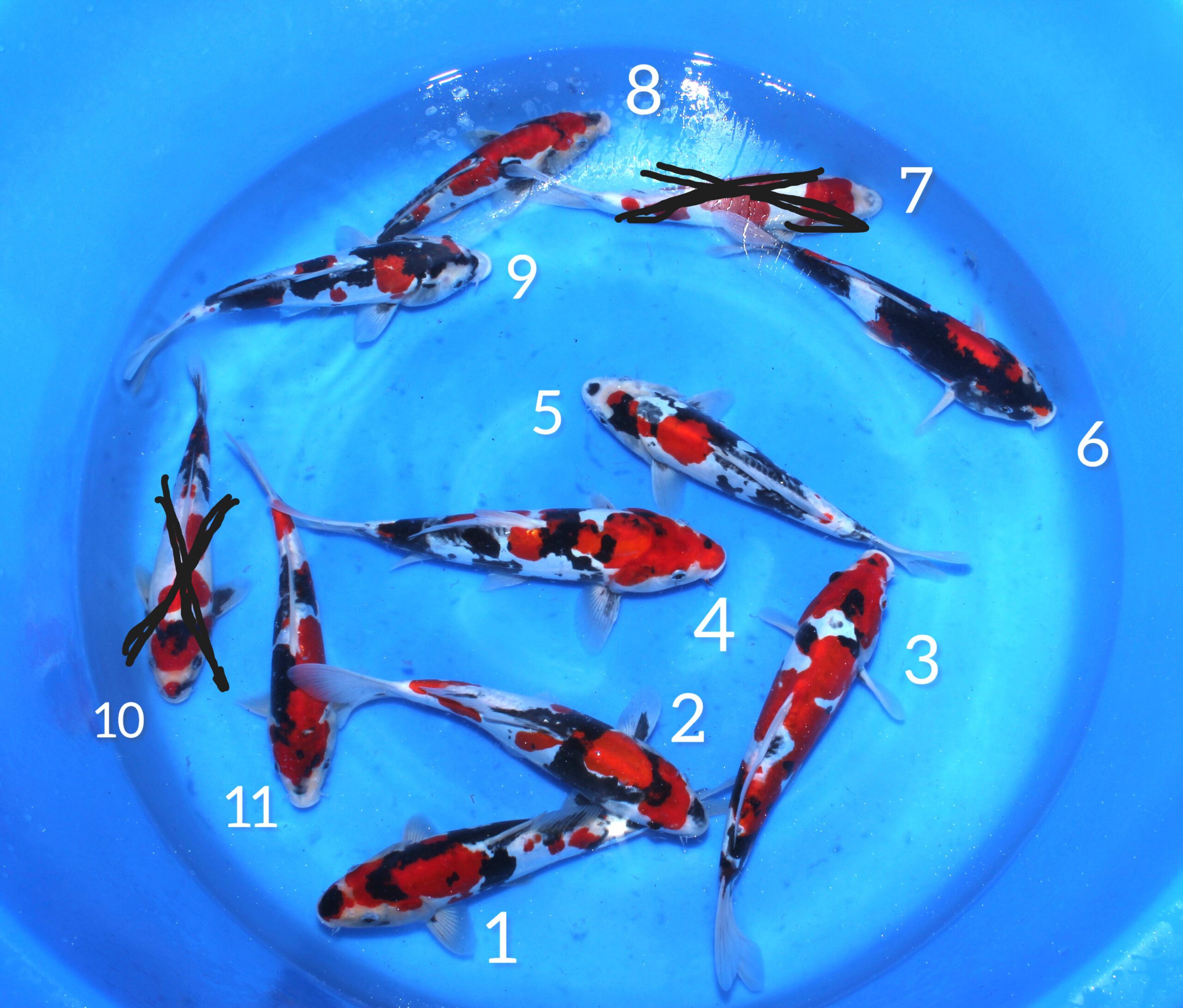 Box011 Ozumi Ikarashi Nisai 35-40cm – Bild 3