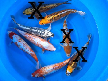 Box011 Ozumi Ikarashi Nisai 35-40cm