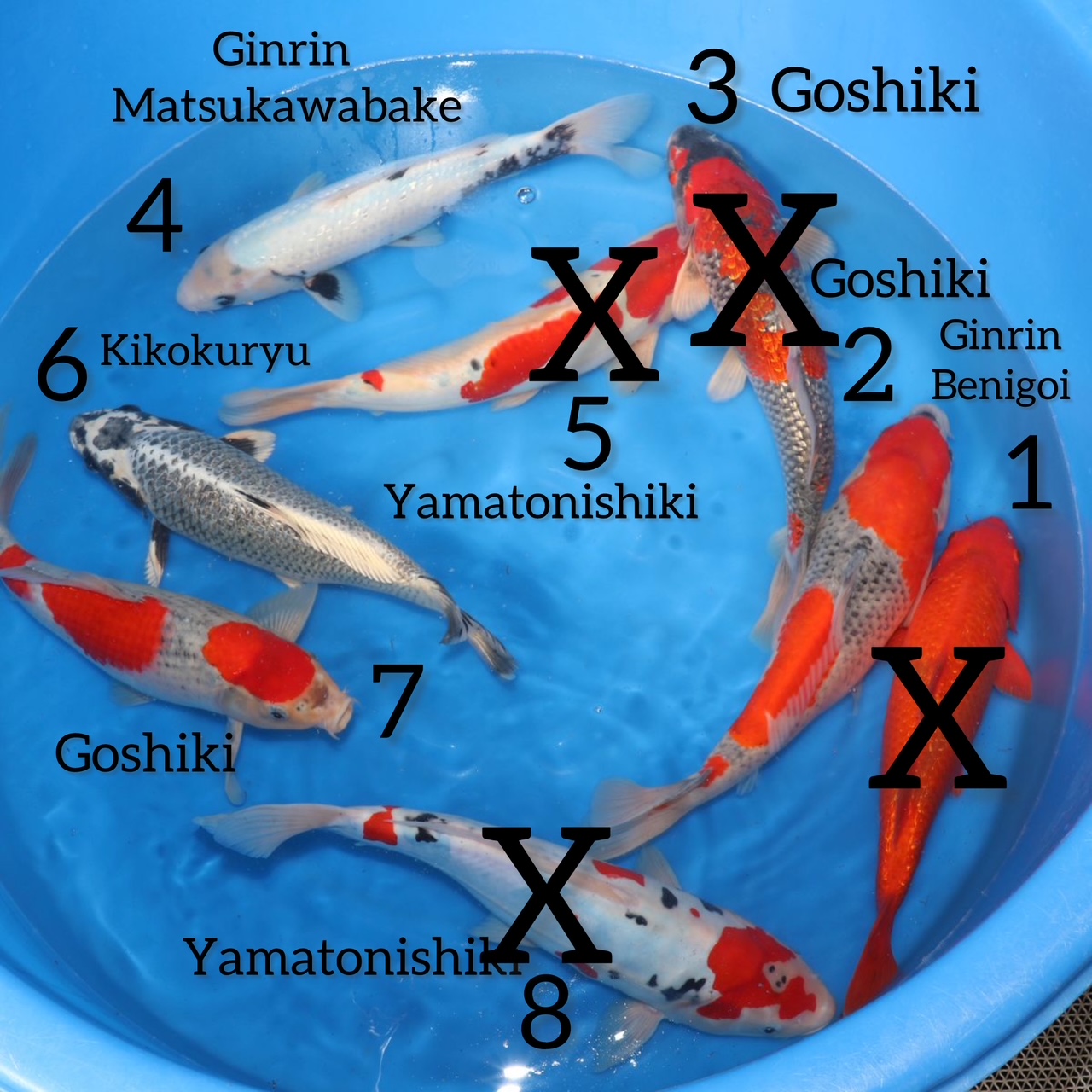 Box009 Aoki Nisai 35-40cm – Bild 3