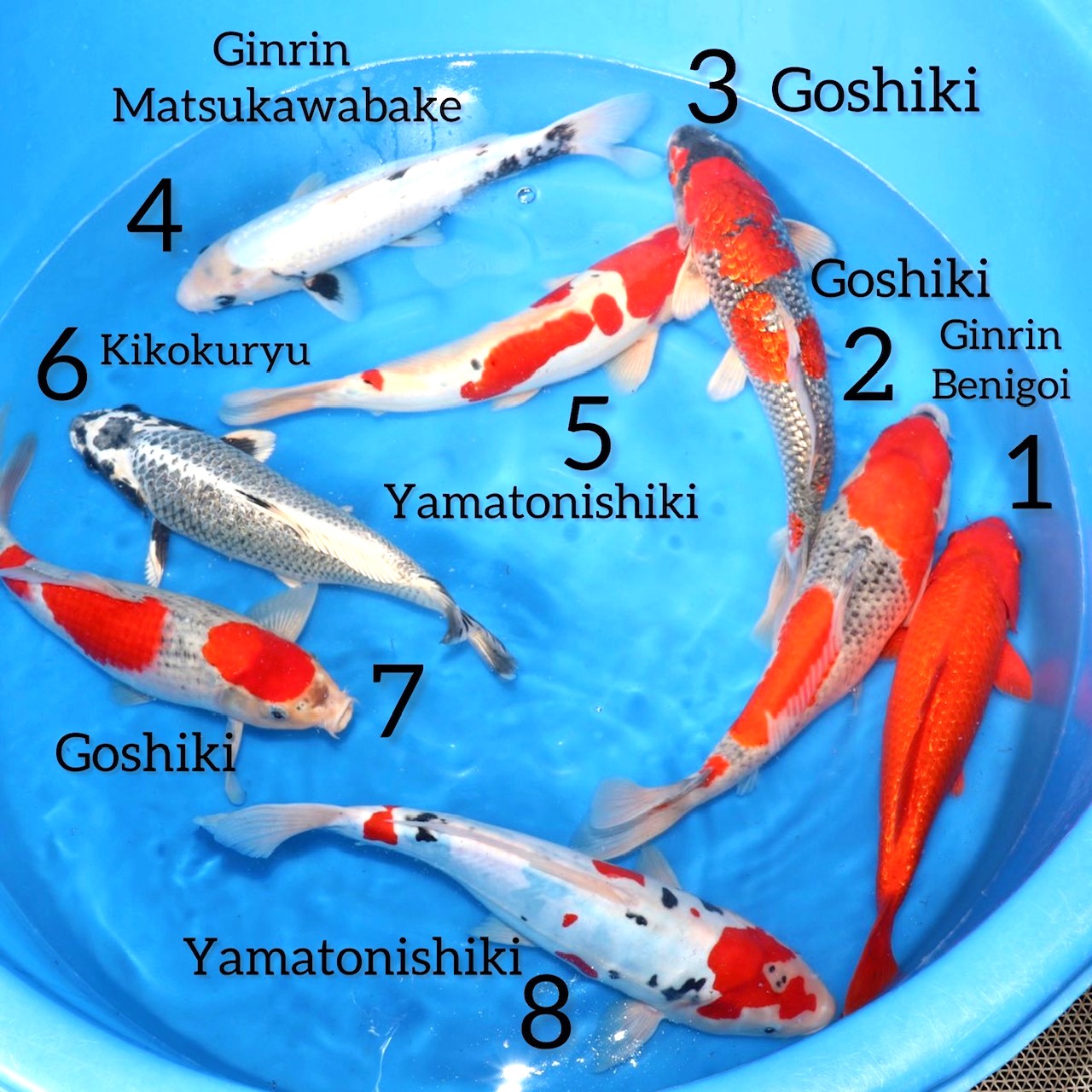 Box009 Aoki Nisai 35-40cm – Bild 2