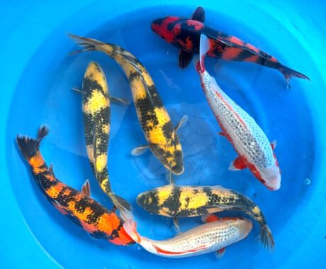 Box023 Maruhiro Nisai 37-42cm je Koi