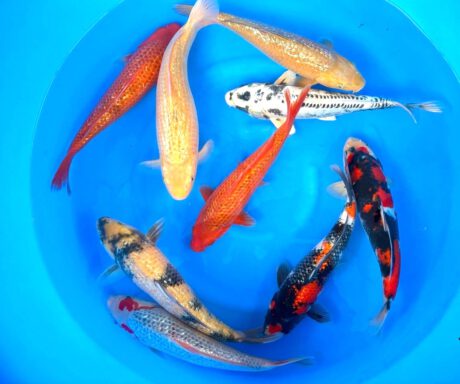 Box021 Maruhiro Nisai 34-38cm je Koi