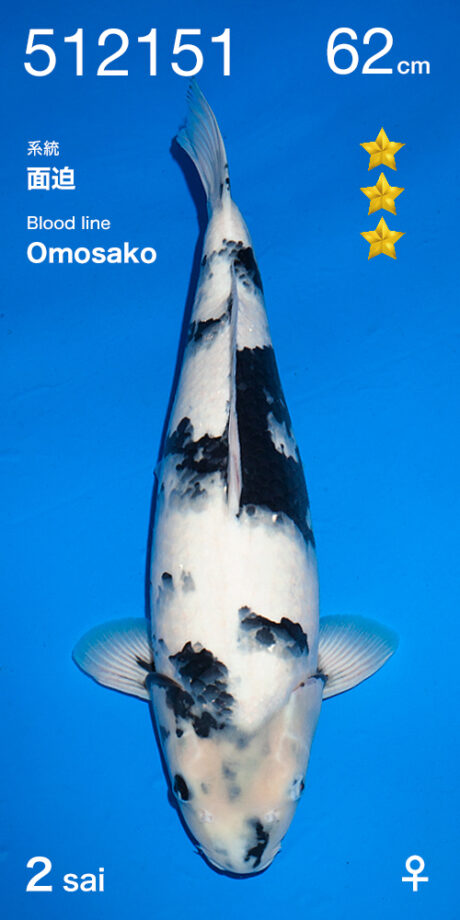 Ogata010 Ogata Omosako Blutlinie Shiro Utsuri 62 cm Female