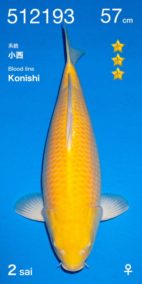 Ogata011 Ogata Konishi Blutlinie Karashi 57cm Female