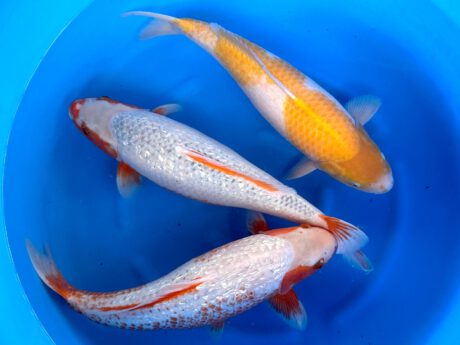 Box026 Yamanaka Ooya 51-52cm