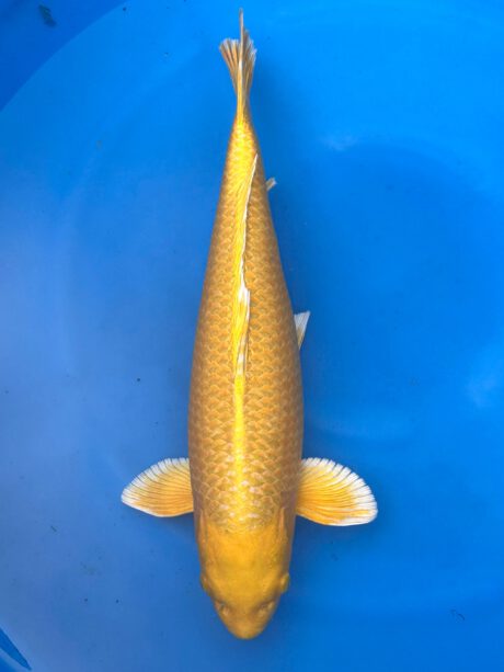 Izu022 Izumiya Yamabuki 55cm