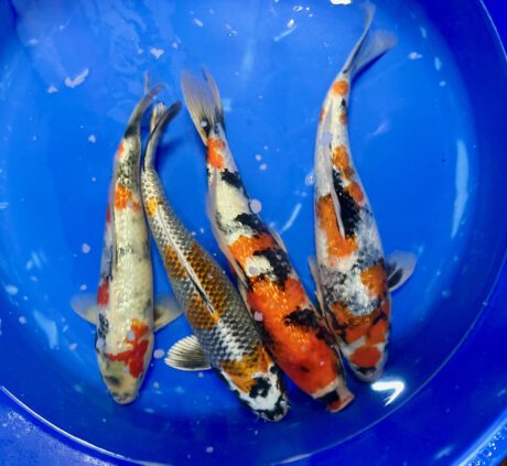 Suda01 Suda Nisai 37-42cm