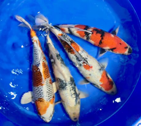 Suda02 Suda Nisai 37-45cm