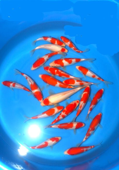 Mrh0100   Maruhide  Tosai  Kohaku    20-27cm