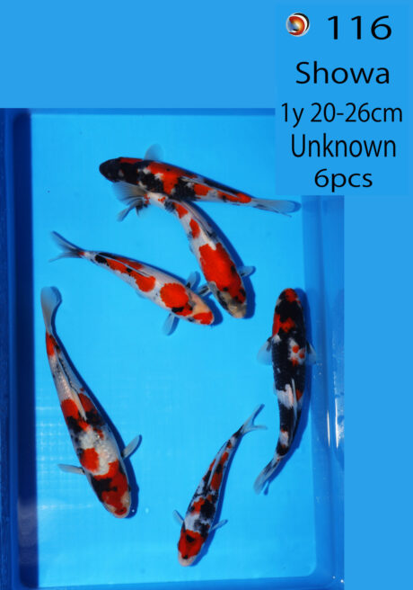 Ooy0100  Ooya   Showa   20-26cm