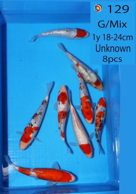 Ooy0100 / 0101   Ooya     Ginrin Mix    18-24cm     (99 & 149 €)