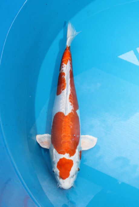 Aok025   Aoki  Kikusui   44cm