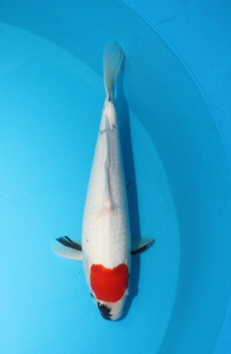 Marh07 Maruhiro Tancho Showa 44cm