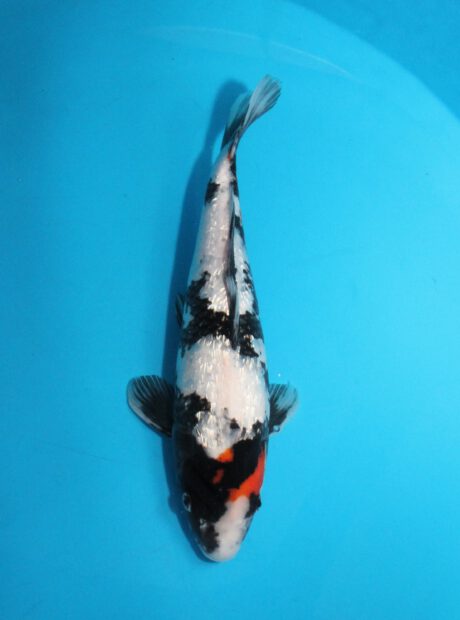 Shi030   Shinoda  Ginrin T. Showa   41cm