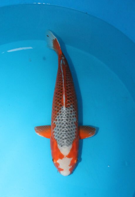 Yag026   Yagenji   Kanoko Asagi  55cm