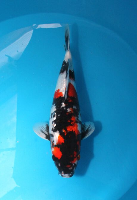 Shi002   Shinoda   Ginrin Showa  52cm