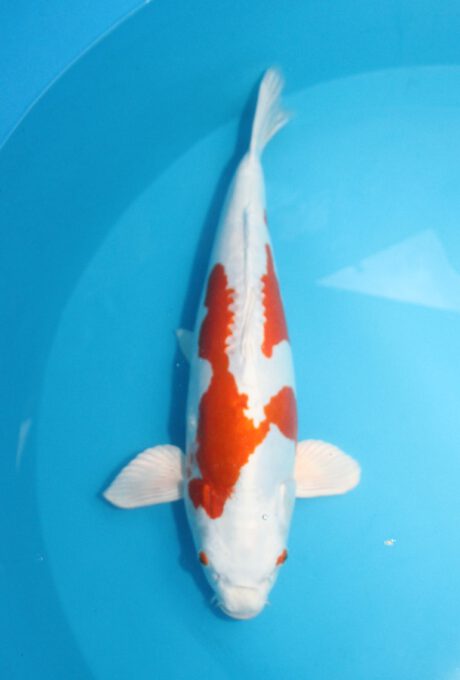 Yag037    Yagenji   Kikusui   54cm