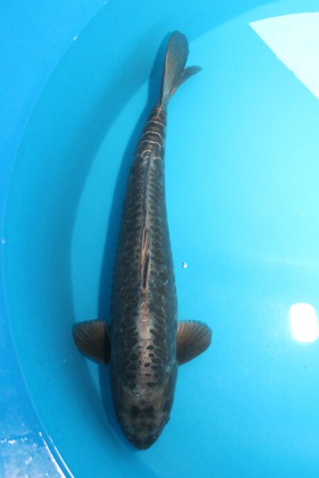 Kob009 Kobayashi Aragoke 55cm