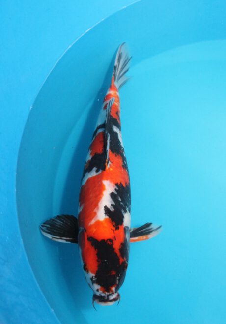 Kos007  Koshiji / Kase      Showa     56cm