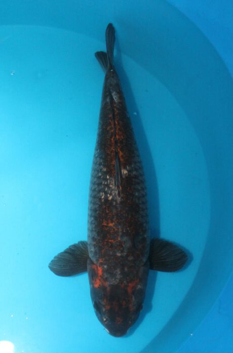 Kob003     Kobayashi      Ginrin Dark Ochiba 62cm