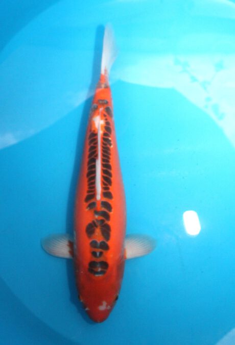 Mar071    Marusei     Hi Shusui     57cm