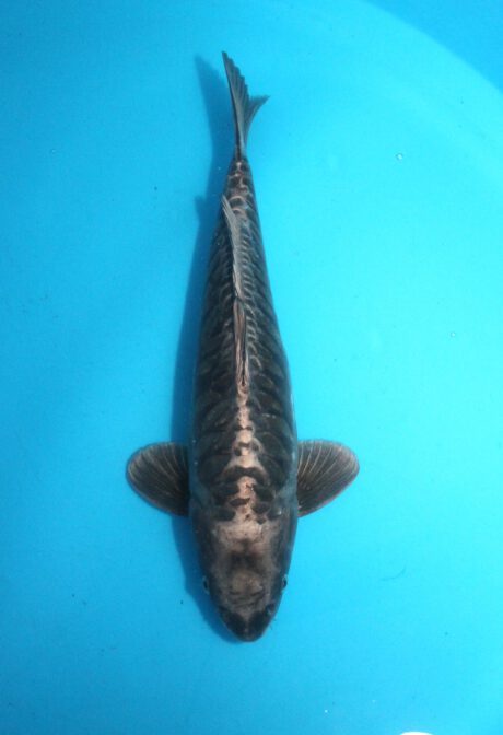 Kob004 Kobayashi Aragoke 46cm