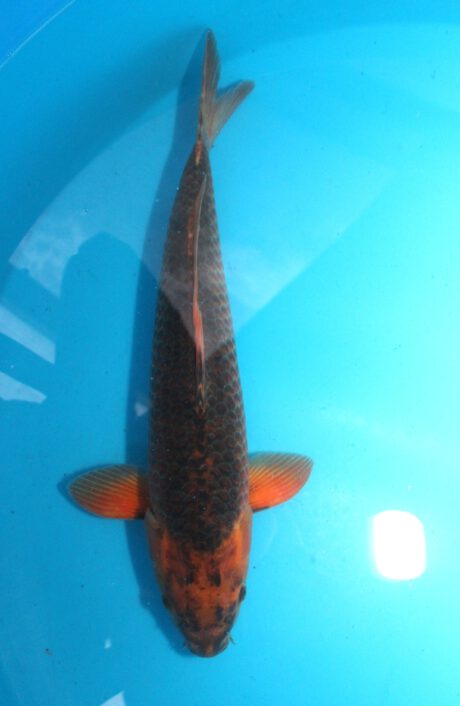 Tan0124   Taniguchi   Red Corn  49cm