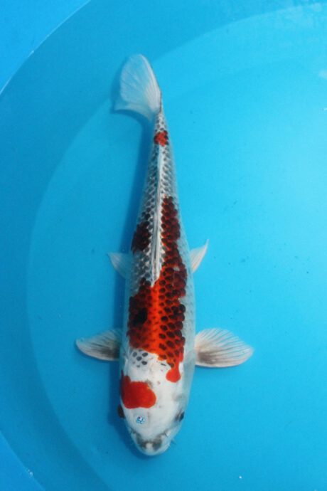 Oof017     Oofuchi / Fukusawa     Kujaku        54cm