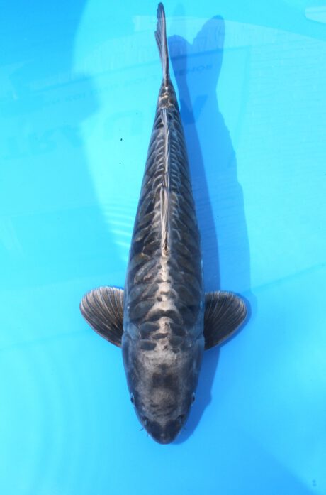 Kob010 Kobayashi Aragoke 47cm