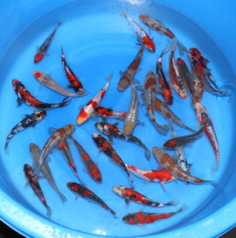 Kaw0100     Kawakami    Tosai  Mix   16-2cm