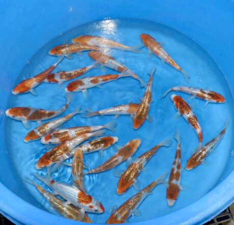 Ikt0100      Ikarashi Toshinobu      Ginrin Kawari  Tosai    20-25 cm