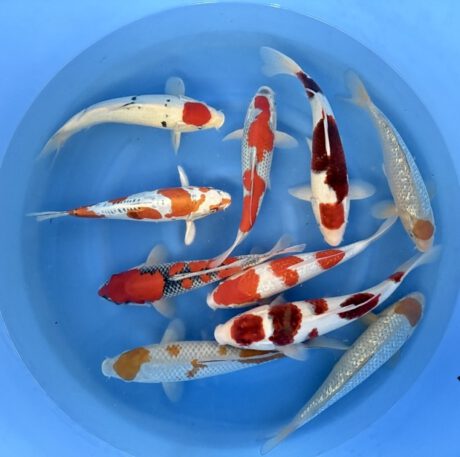 Box027   Oofuchi / Fukusawa      HQ Nisai Mix   32-40cm   (ab 335€)