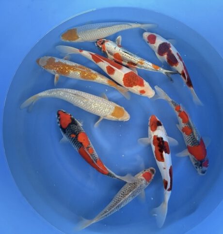 Box028    Oofuchi / Fukusawa      HQ Nisai Mix   32-40cm   (ab 335€)