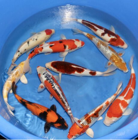 Box029    Oofuchi / Fukusawa      HQ Nisai Mix   35-40cm     je Koi