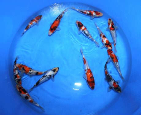 Shi0100    Shinoda    Tosai    Ginrin mix  20-25cm