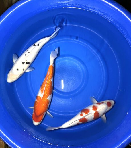 Box030      Takatatsu    Sansai Female Mix   50-55 cm