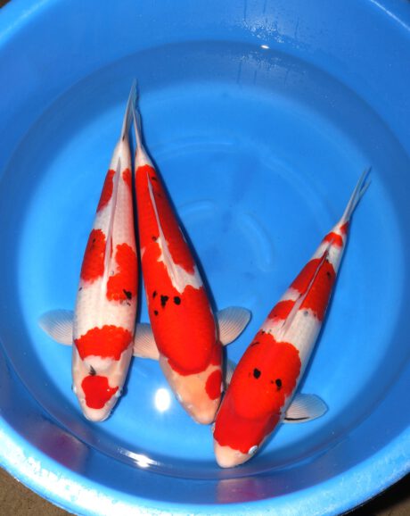 Box031     Ooya   Nisai Female Mix   55-58 cm