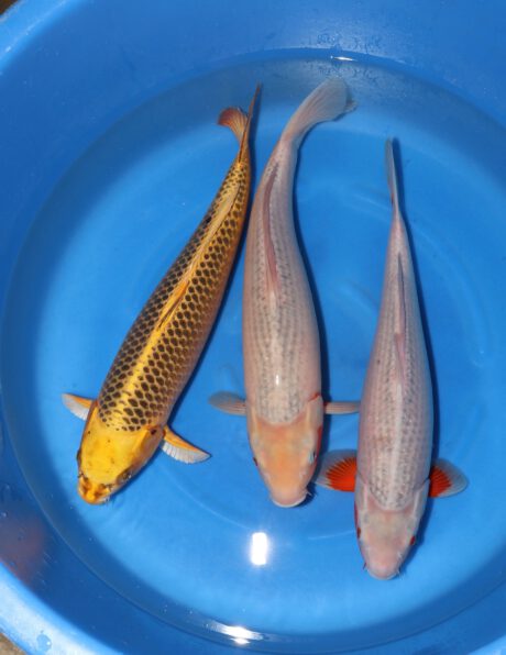 Box033     Ooya   Nisai Female Mix   54-57 cm