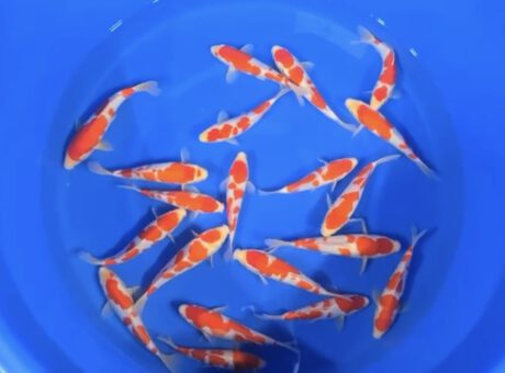 Tor0100     Torazo   Tosai   Kohaku    24-30cm