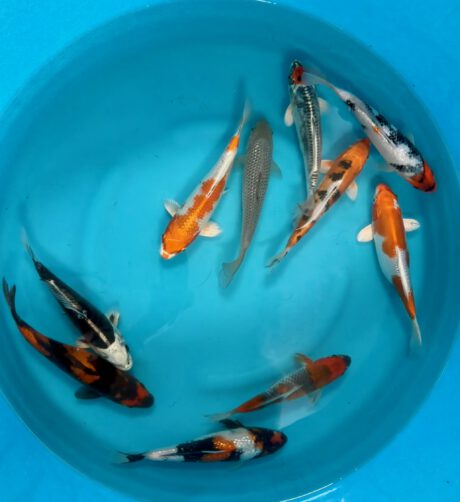 B901 Japan Koi Small Nisai Mix 20-25cm je Koi