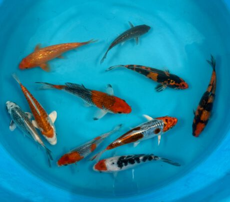 B902 Japan Koi Small Nisai Mix 16-23cm je Koi